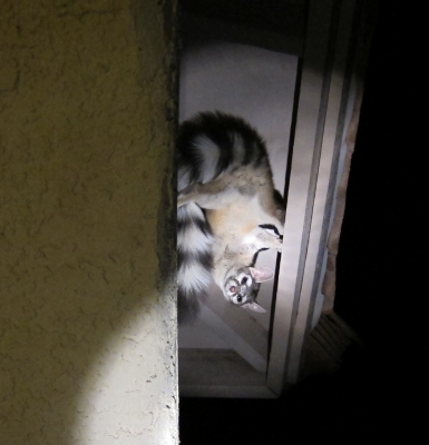 Ringtail 2