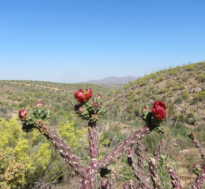Staghorn Cholla