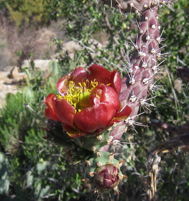 Staghorn Cholla Flower
