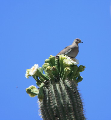 Saguaro & White-winged Dove