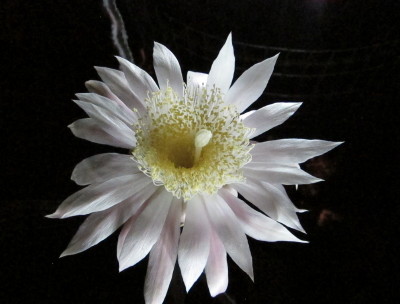 Queen of the Night 2
