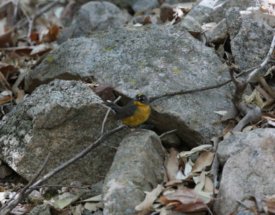 Fan-tailed Warbler 1