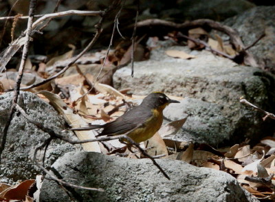 Fan-tailed Warbler 2
