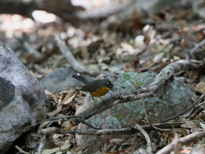 Fan-tailed Warbler 3