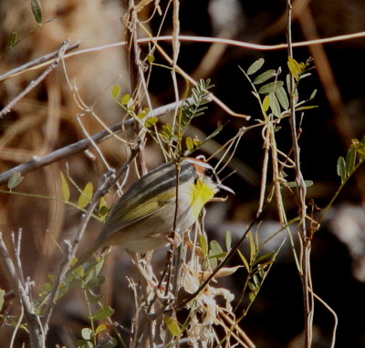 Rufous-capped Warbler 1