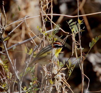 Rufous-capped Warbler 2