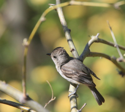 Northern Beardless-Tyrannulet 1