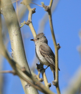 Northern-beardless Tyrannulet 2
