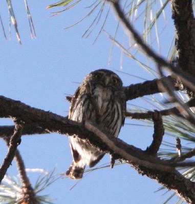 Northern Pygmy Owl