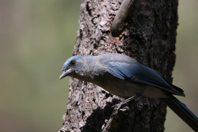 Mexican Jay 1