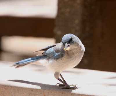 Mexican Jay 2