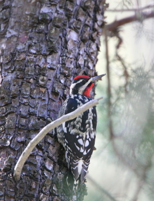 Red-naped Sapsucker