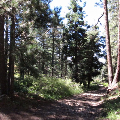 Mt.Lemon Trail