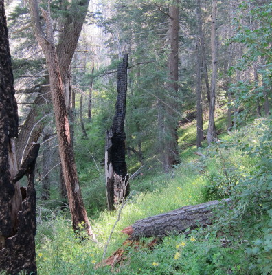 Mt.Lemon Forest