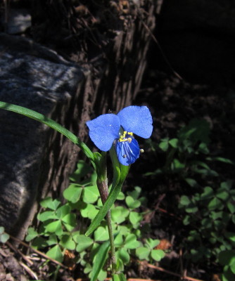 Dayflower