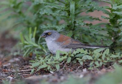 Yellow eyed Junco 1