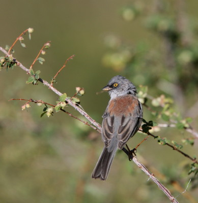 Yellow eyed Junco 2