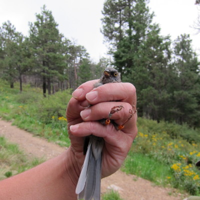 Yellow eyed Junco /with Ring