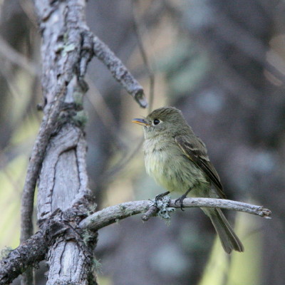 Cordilleran Flycatcher