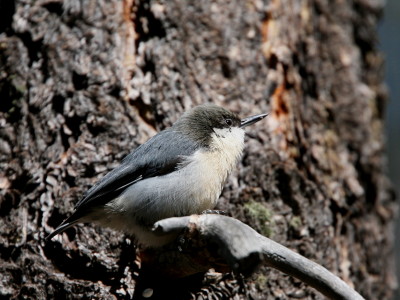 Pygmy Nathatch Adult