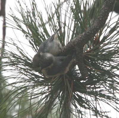 Pygmy Nathatch - Imm & Adult