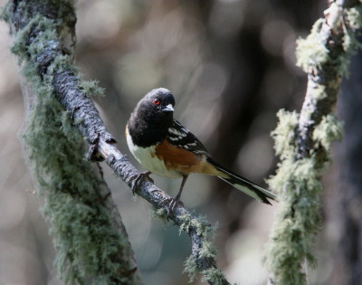 Spotted Towhee 1