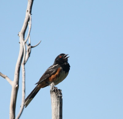 Spotted Towhee 2