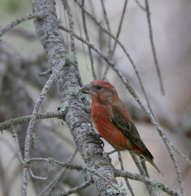 Red Crossbill ♂