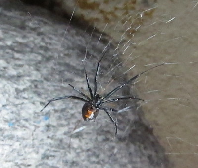 Black Widow Spider