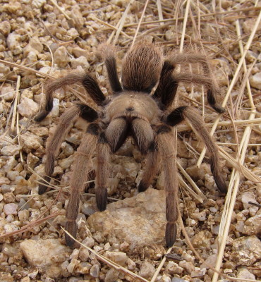 Tarantula ♀