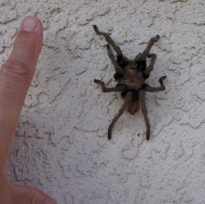 Tarantula ♂