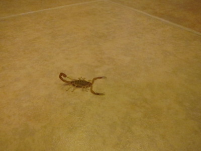 Bark Scorpion