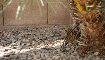 Rattle Snake 1