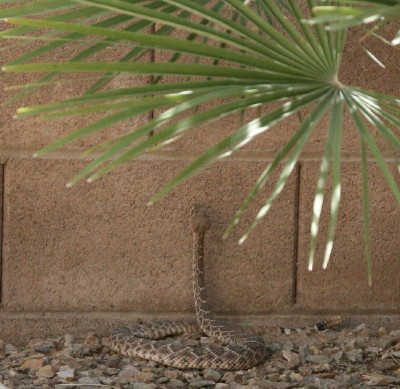 Rattle Snake 2