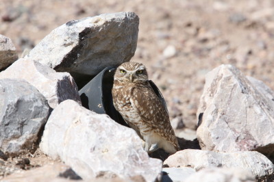 Burrowing Owl 1