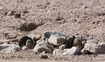 Burrowing Owls ♂♀