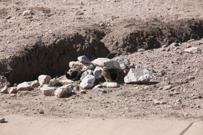 Burrowing Owl 2
