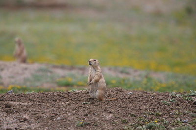 Prairie Dog