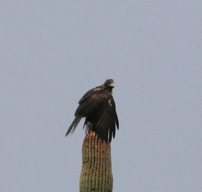 Harriss Hawk in the rain