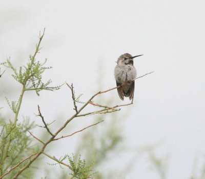 Costs Hummingbird in the rain