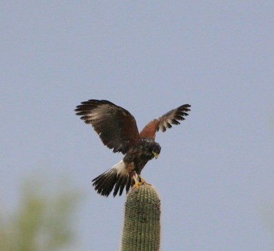 Harriss Hawk