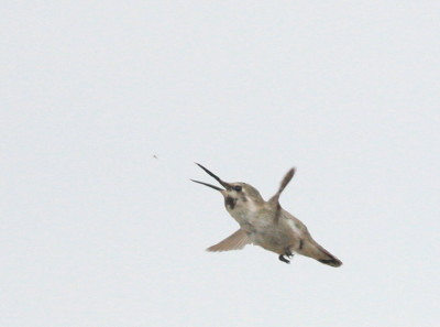 Costas Hummingbird