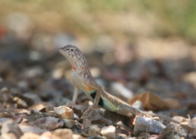 Zebra-tailed Lizard