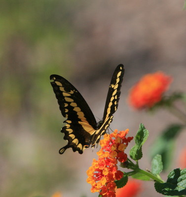 Giant Swallowtail