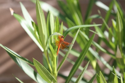 Red Skimmer