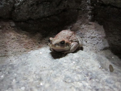 Red Spotted Toad