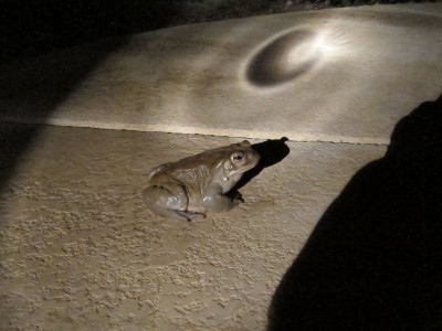Snoran Desert Toad