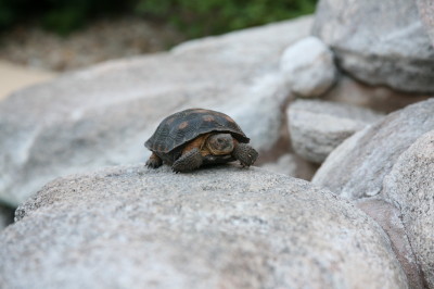 Desert Tortoise