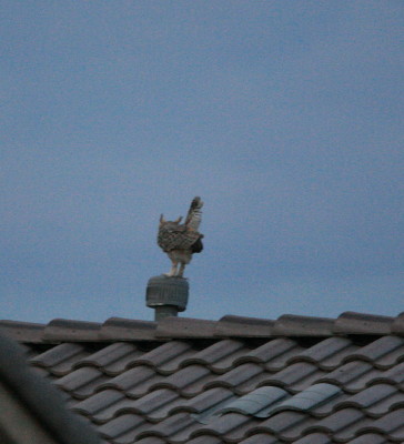 Great Horned Owl