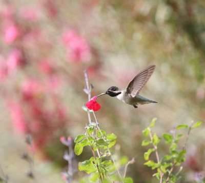 Costas Hummingbird